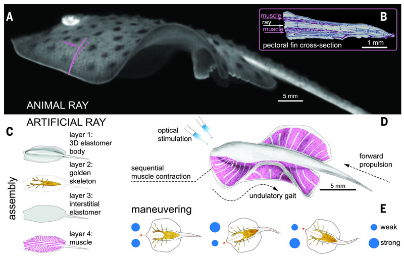 Illustration for article titled CientĂficos de Harvard crean una mantaraya cyborg a partir de 200.000 cĂ©lulas vivas de rata